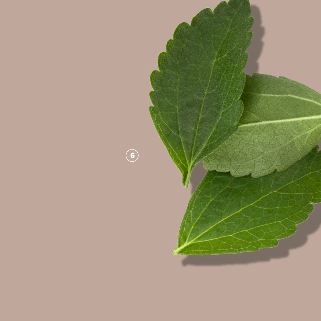 Stevia Leaf