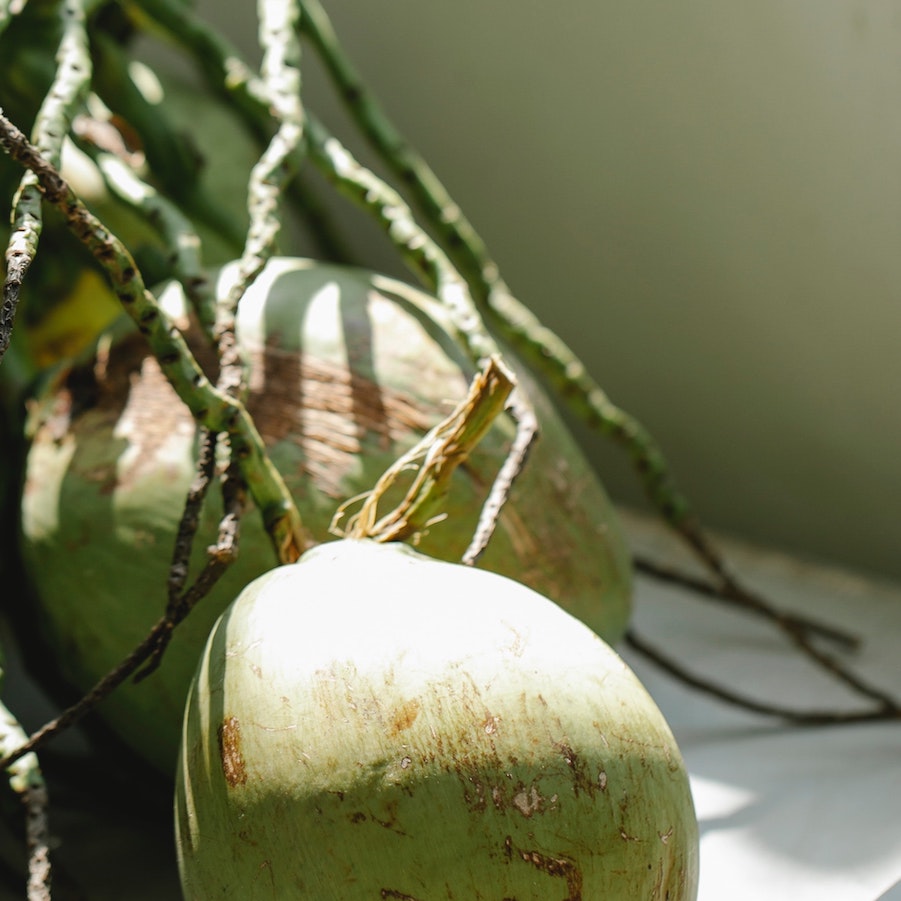 Two green coconuts hanging among palm leaves in bright sunlight