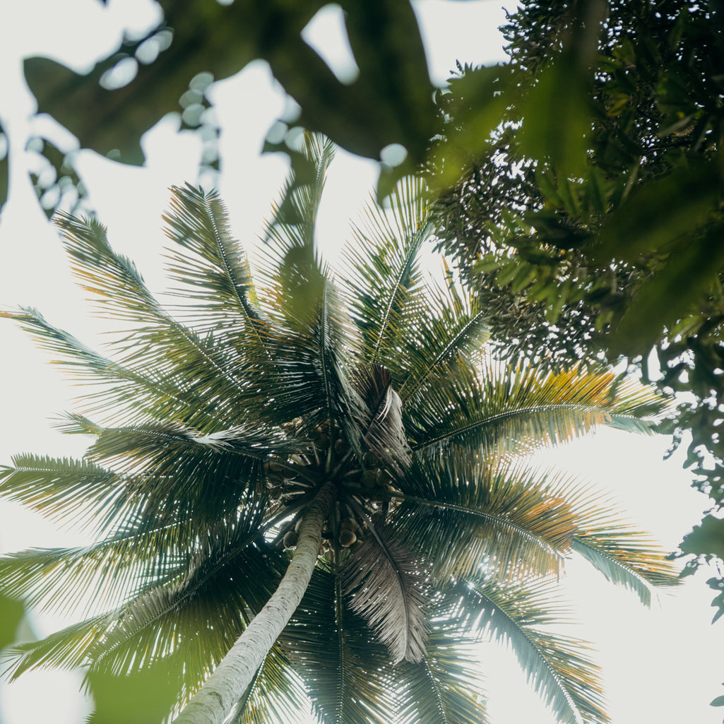 Coconut palm trees from below