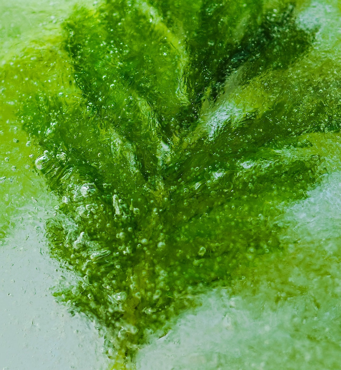 Organic Stevia Extract