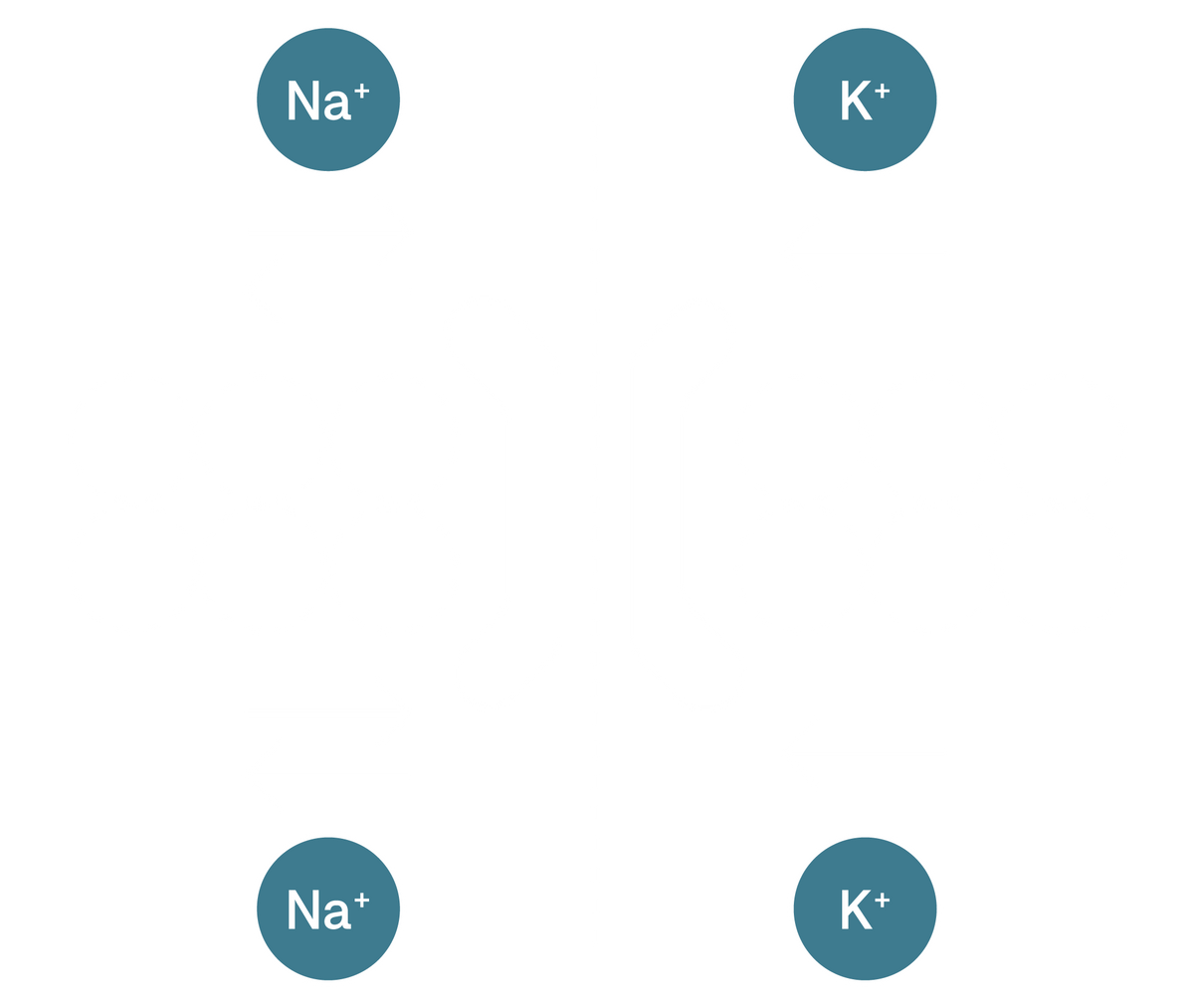 Potassium (K⁺)