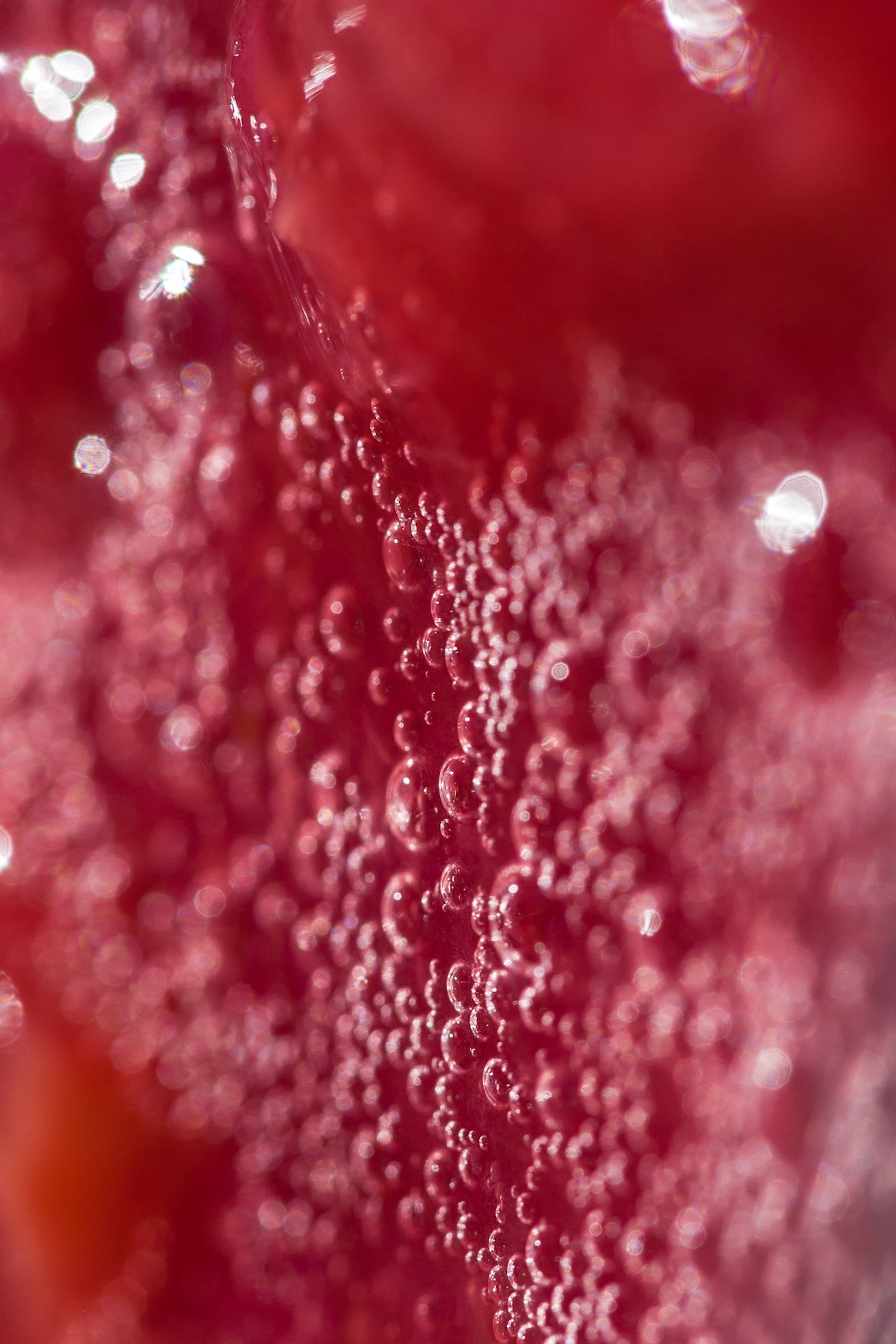 Fruit & Organic Flavors